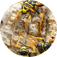 Guêpes et frelons