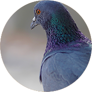 Dépigeonnisation